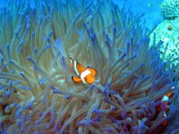 Clown Anemonefish